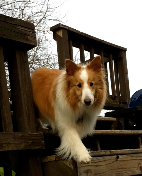 KC our sheltie slash border collie.
