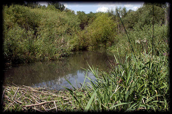 Pond formed by beaver dam.