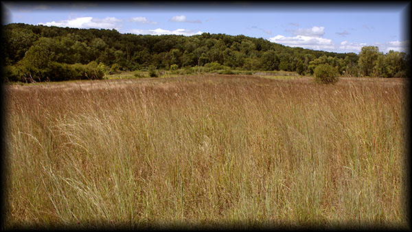 Prairie at the farm.
