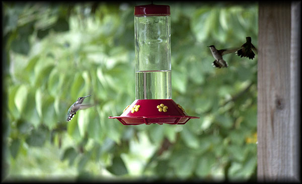 Hummingbirds at feeder
