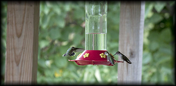 Hummingbirds at feeder.