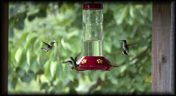 Hummingbirds at feeder