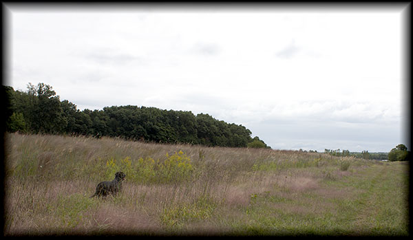 Mac and prairie grass