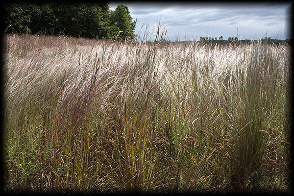 Prairie grass