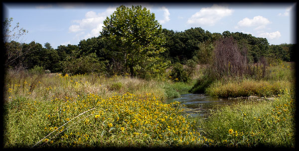 Creek in wetlands