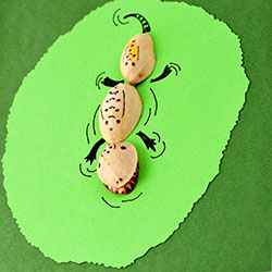 Pistachio Shell Alligator