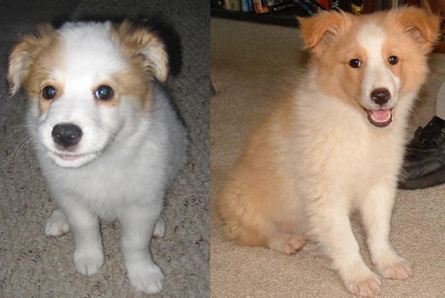 Photo of my two dogs as puppies.