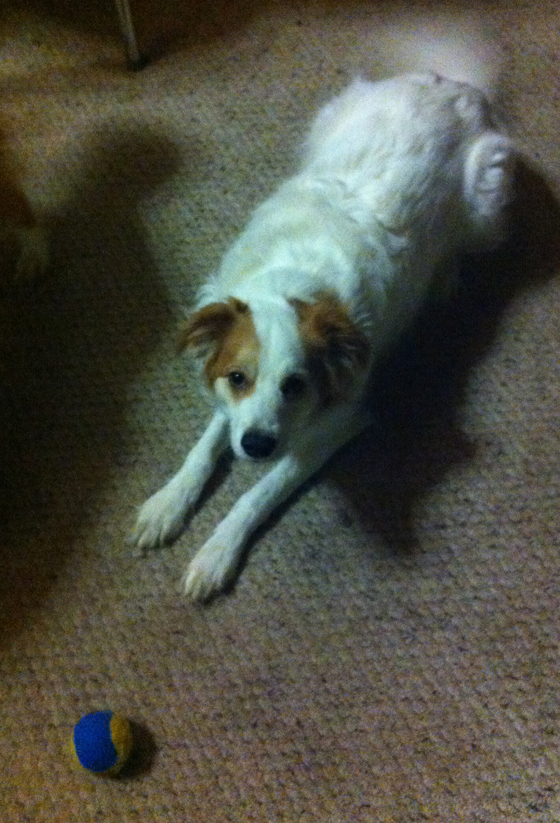 Petey found his ball