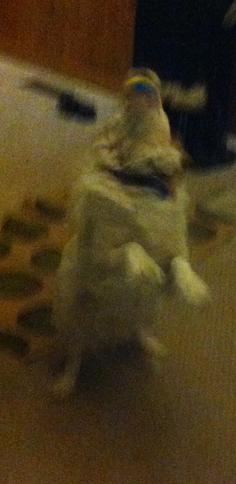 Woohoo! I get to catch the ball!